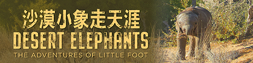 Desert Elephants: The Adventures of Little Foot