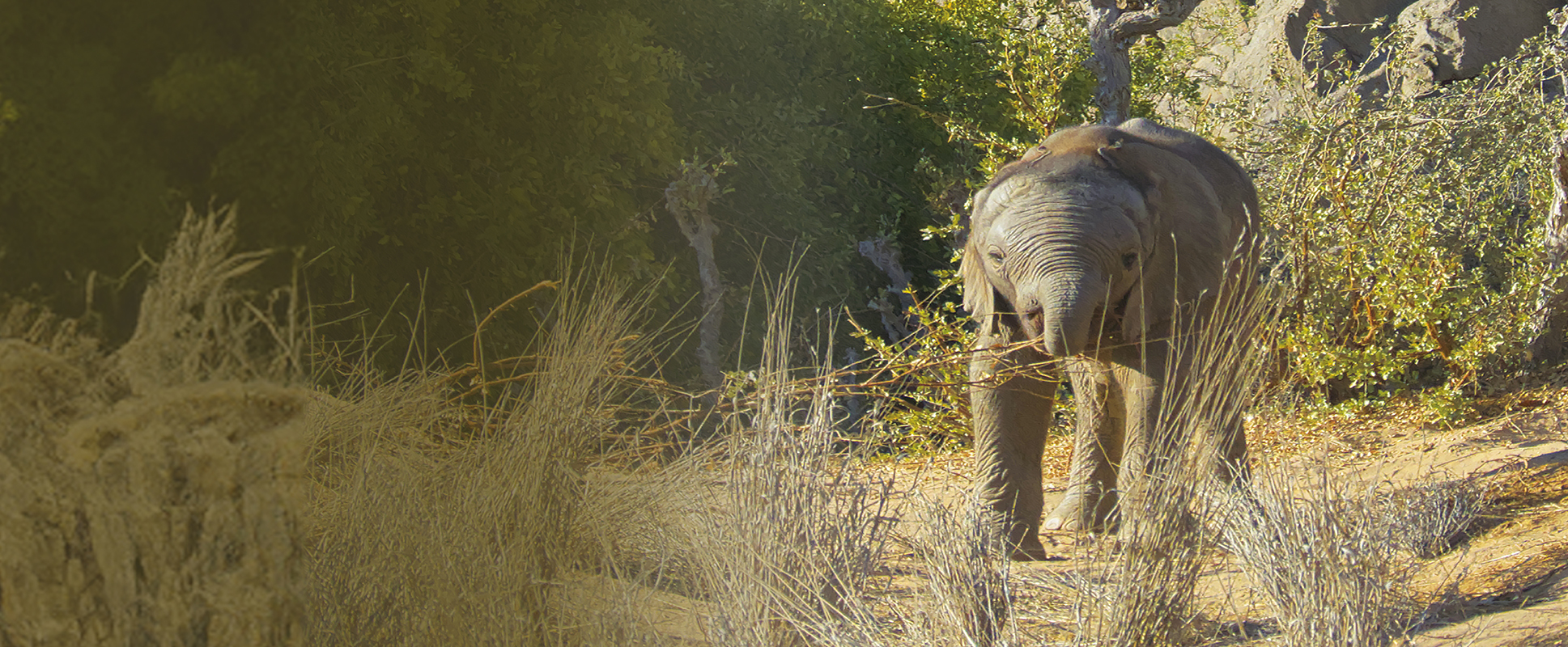 Desert Elephants: The Adventures of Little Foot